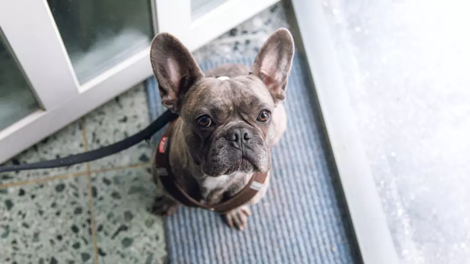 38 French Bulldog Puppies Found Dead In Cargo On Plane