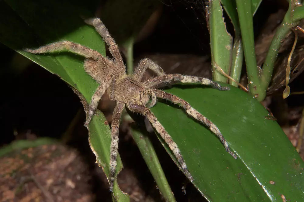 Brazilian wandering spider (Phoneutria fera).