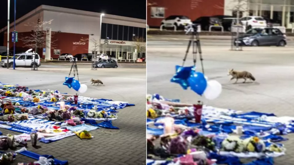 Leicester Fan Spotted A Fox Outside The King Power Stadium At 3:30am 