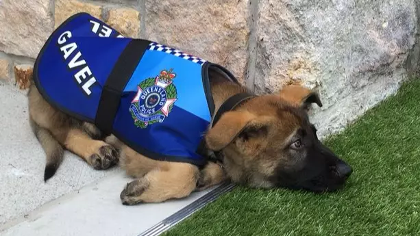 Police Dog Loses Job For Being Too Friendly