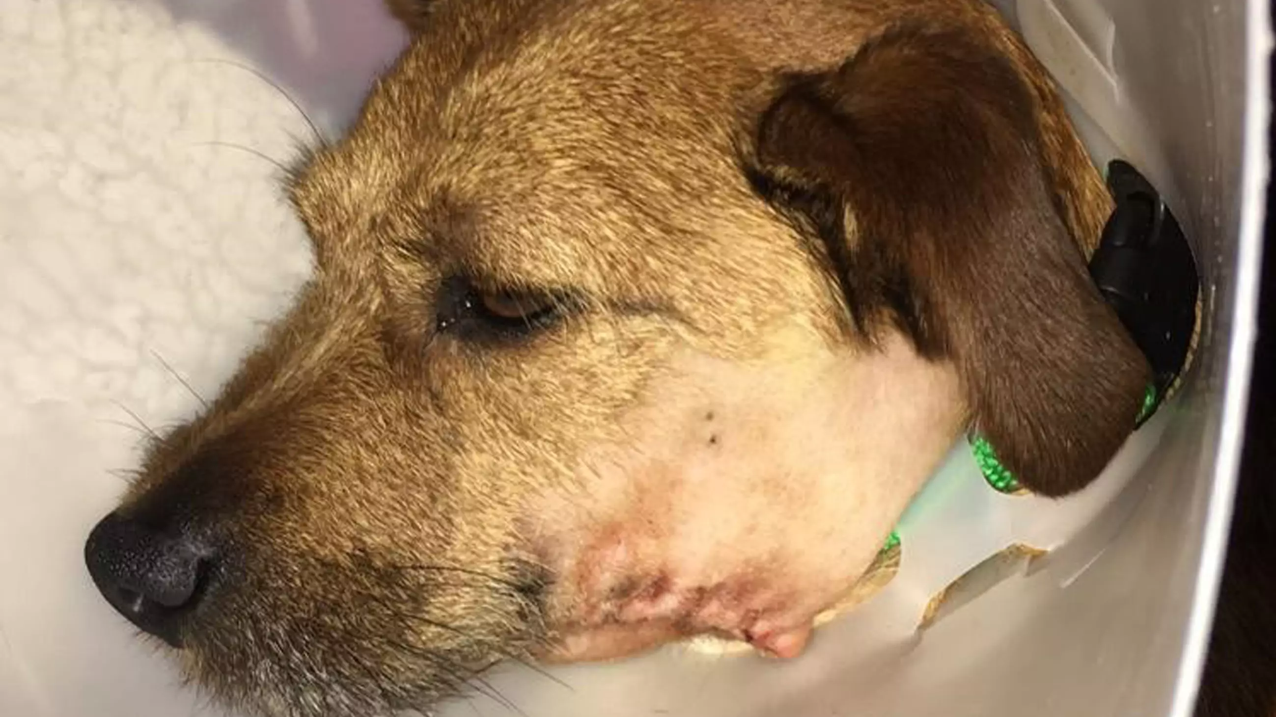 Dog Owner Issues Urgent Warning After Her Pet Was Nearly Killed By Stick