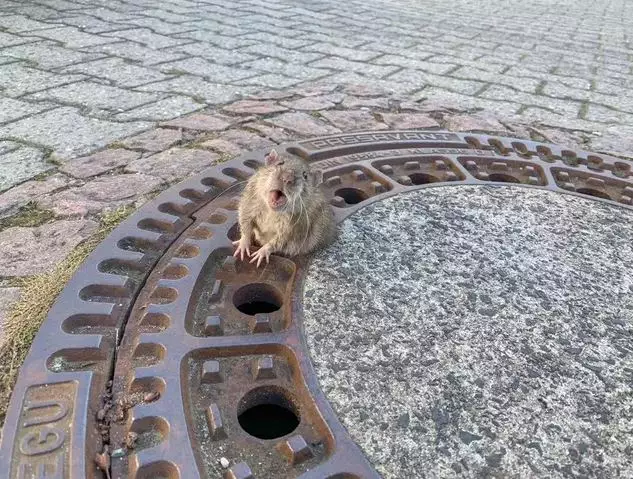 A team of firefighters had to rescue this rat.