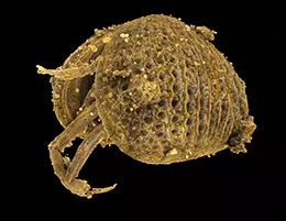 Tomographic reconstruction of a male of the Cretaceous ostracod crustacean Myanmarcypris hui.