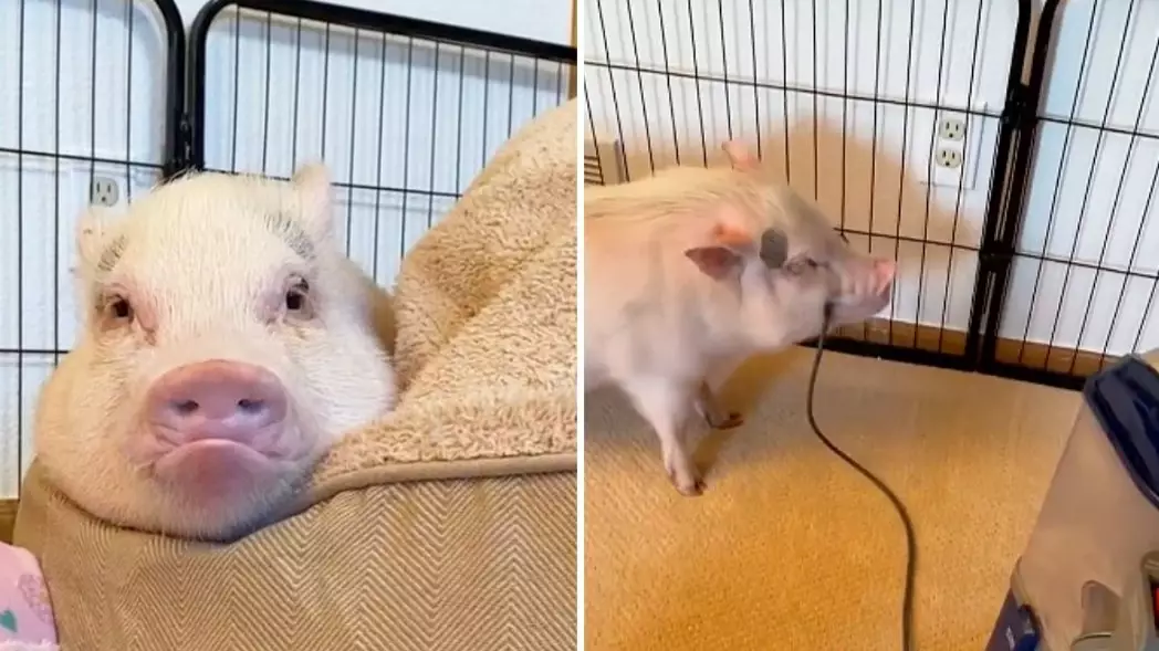 This Pig Hates Vacuum Cleaners So Much, He Learned To Unplug Them