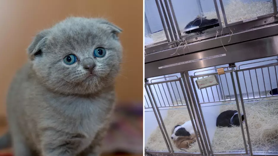 Pet Shops Will Be Banned From Selling Puppies and Kittens To Stop Immoral Breeding Practices