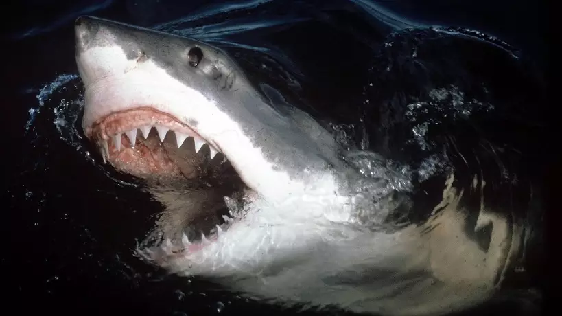 Great White Sharks Rip Apart Huge Whale Carcass Off Australian Coast