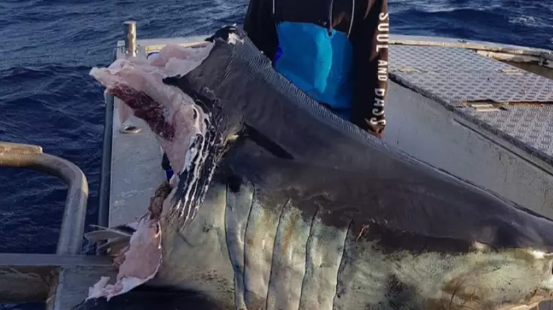 Fisherman Who Found Huge Shark With Missing Head Makes Weird Discovery Inside 