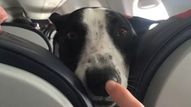 Virgin Australia Could Soon Allow Passengers To Bring Their Pets In The Cabin
