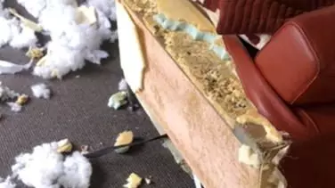 Aussie Bloke Comes Home To Find His Beloved Dog Had Destroyed His New $5,000 Sofa
