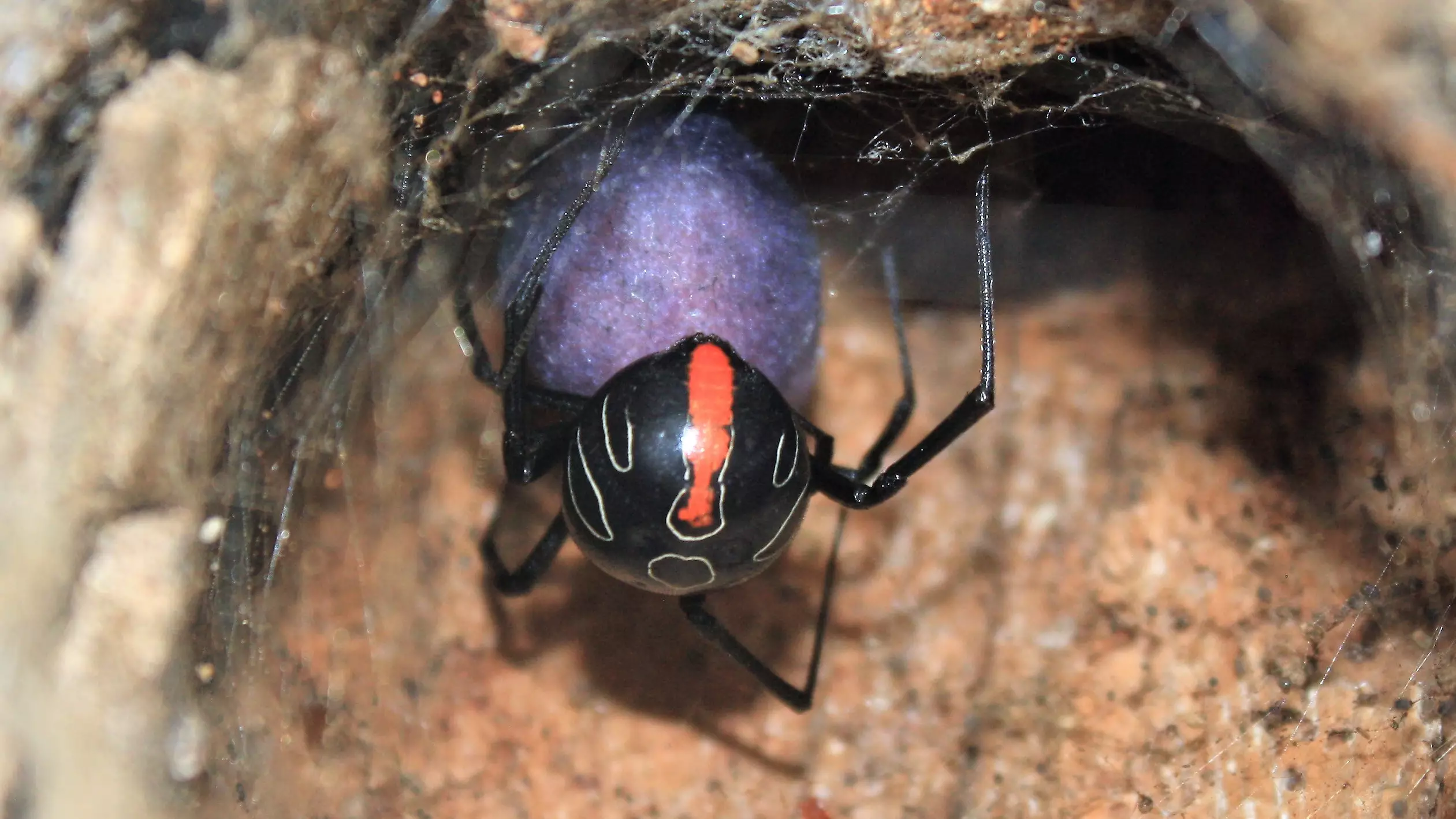 New Species Of Widow Spider Discovered In South Africa 