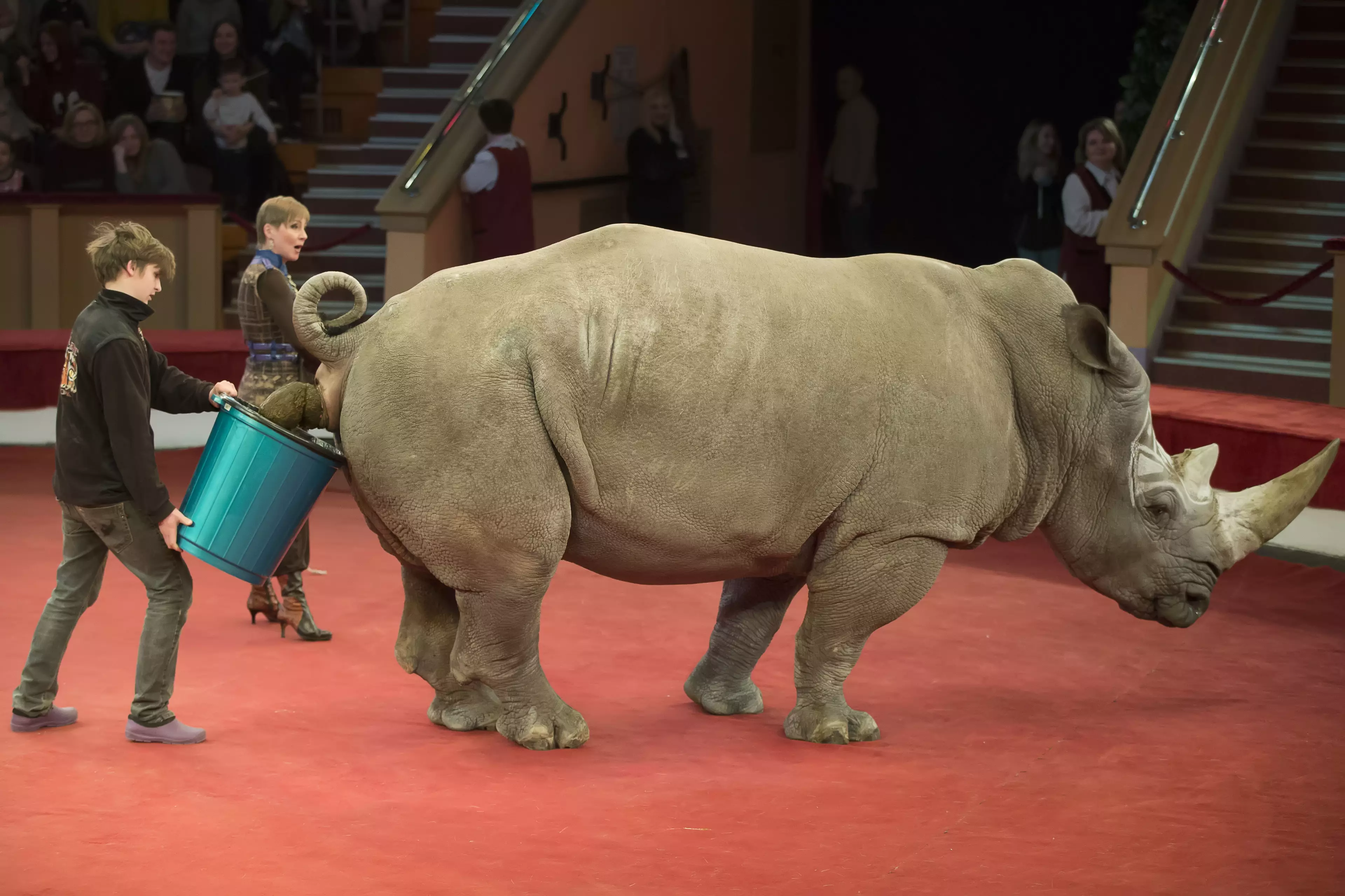 A circus rhino illustrates its stance on the matter.