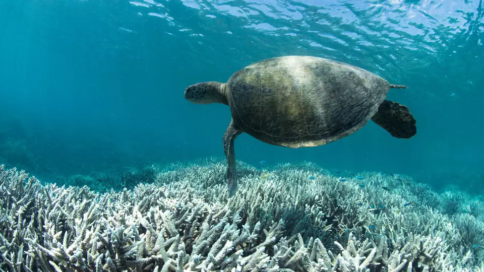The Future Of The Great Barrier Reef Downgraded To Very Poor