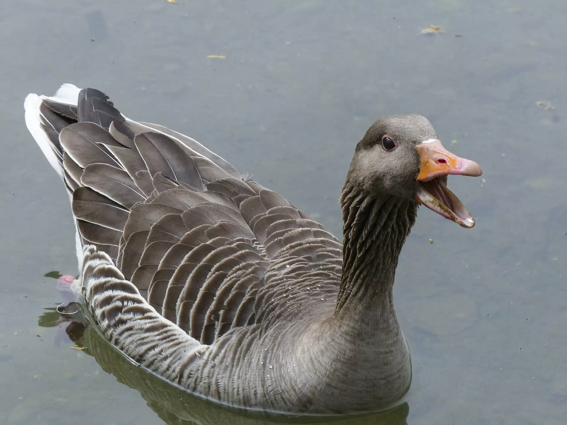 Stock image of a bean goose.