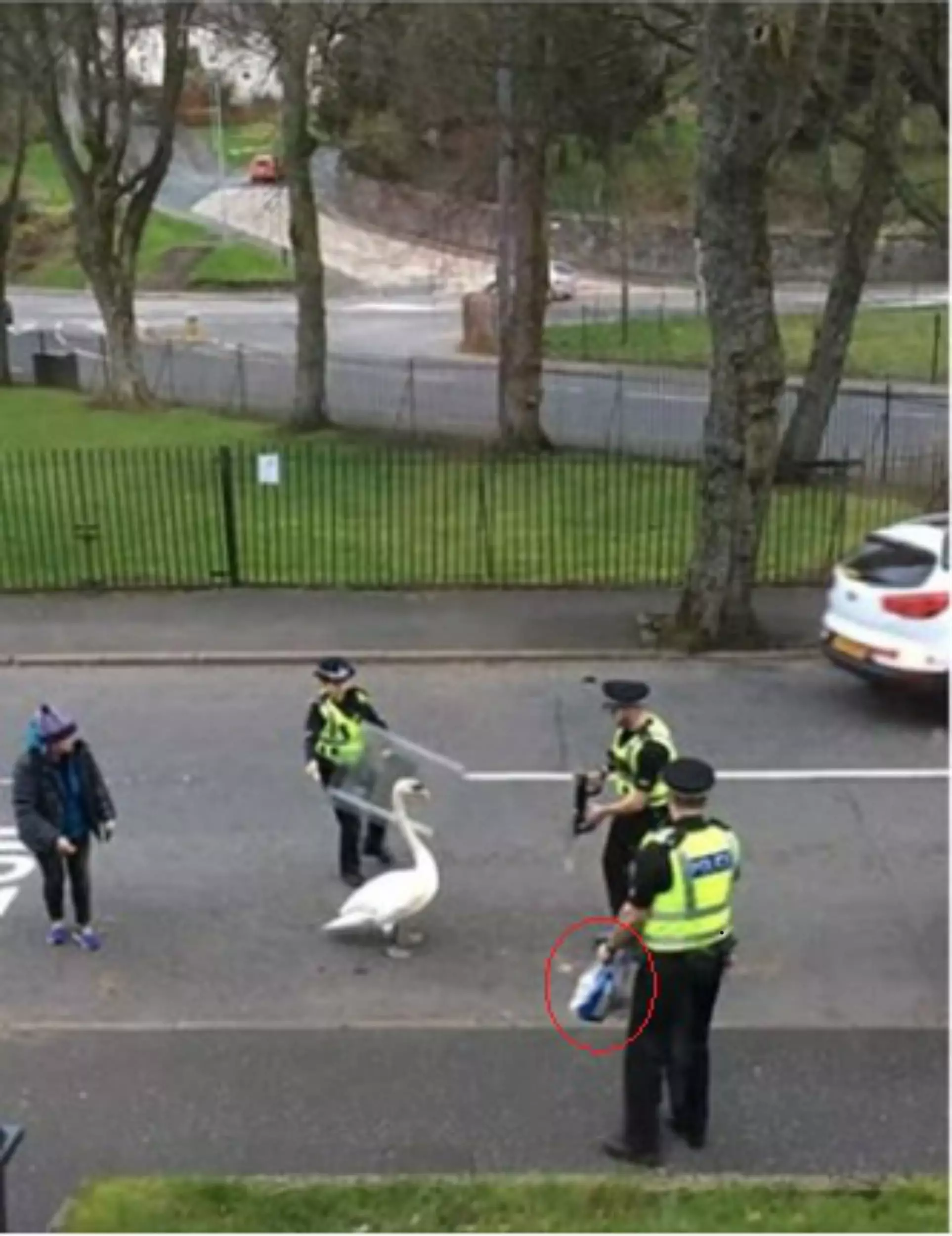 One of the police officer held a loaf of bread to coax the swan back to its place of residence.
