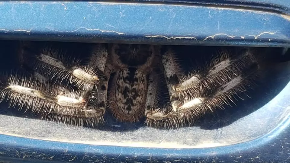 Driver Doesn't Use Car For Week After Finding Huge Spider In Door Handle