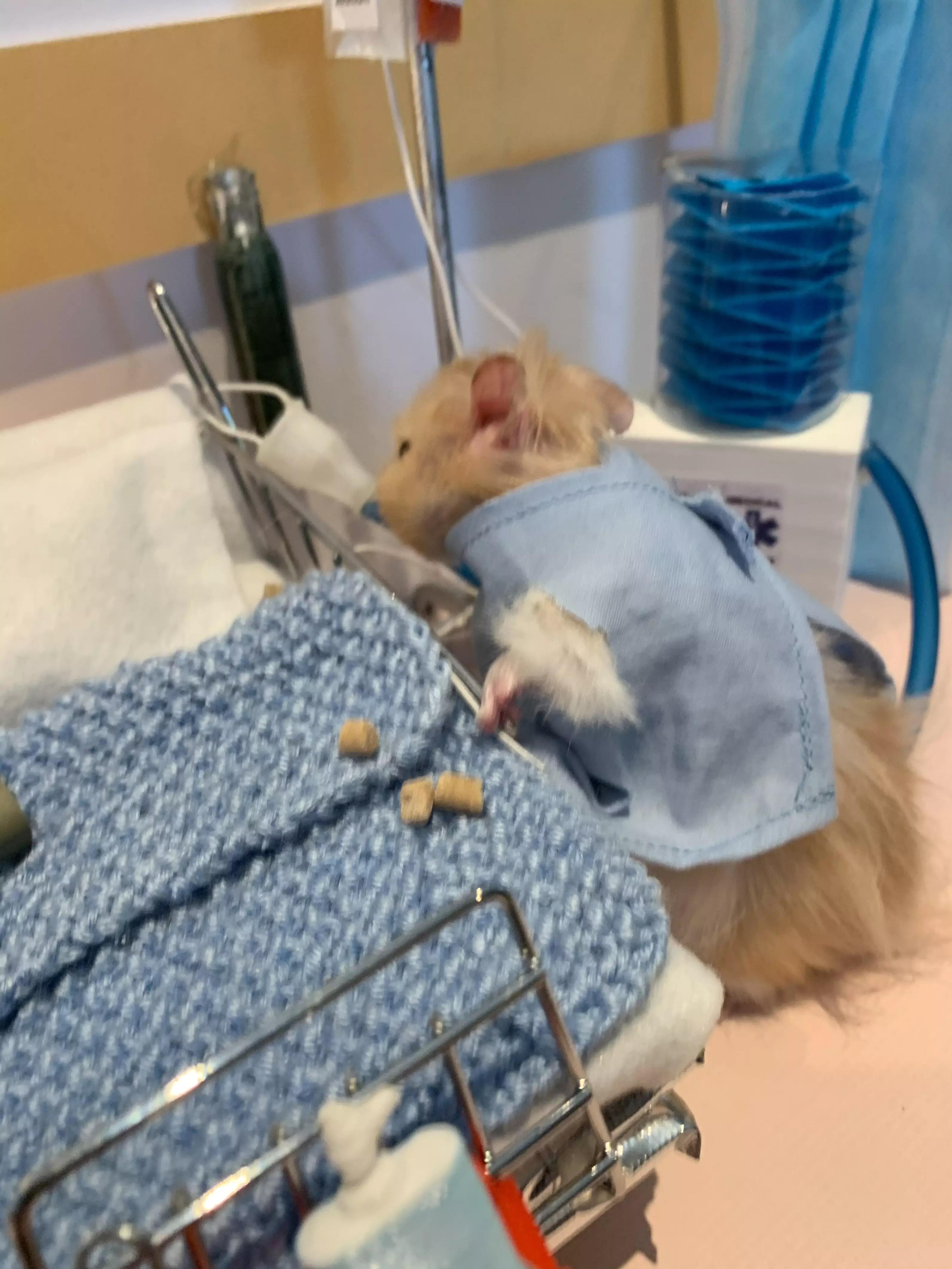 Bev's hamsters helping out the NHS.