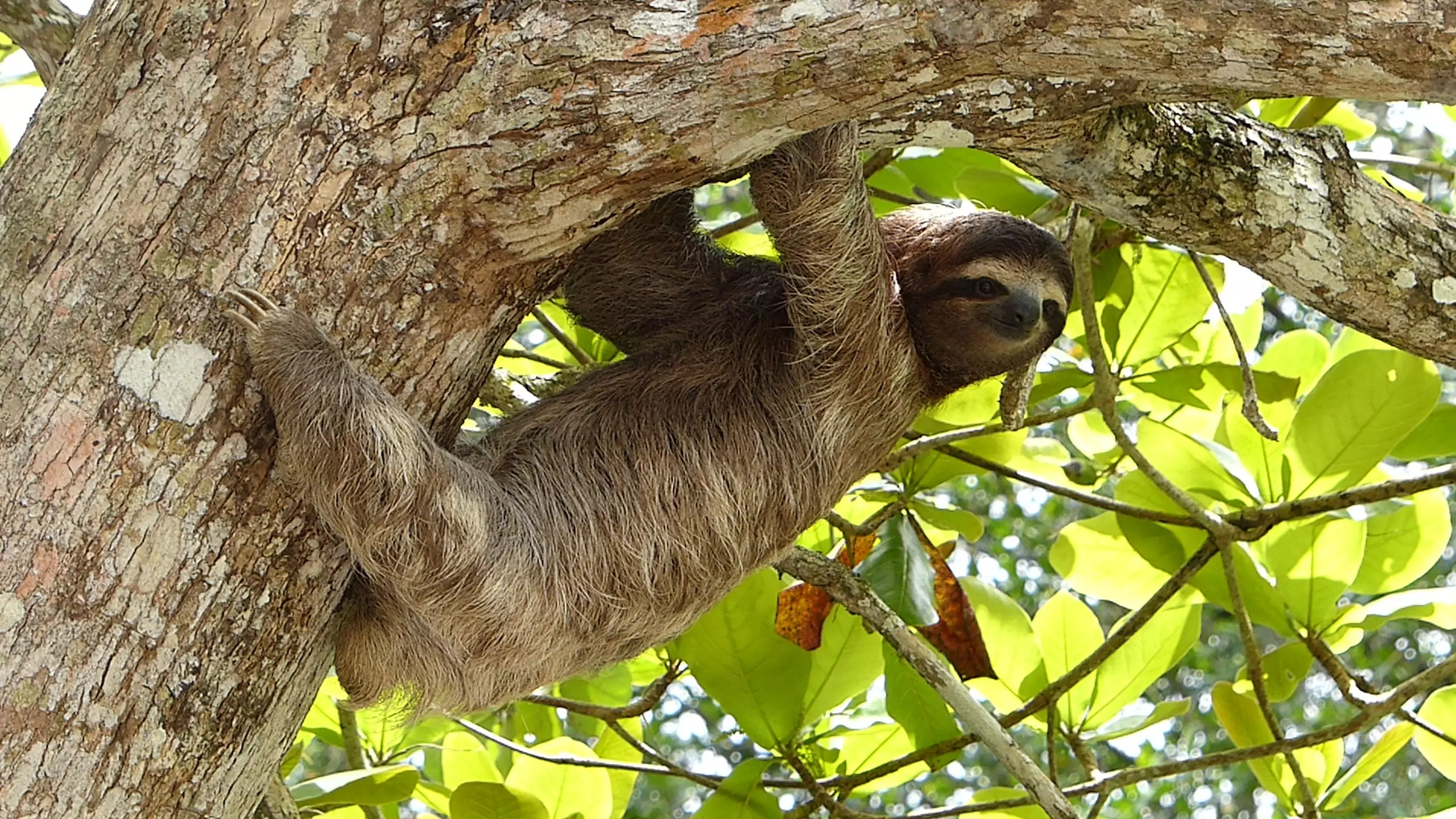 David Attenborough would be a sloth if he could choose any animal '