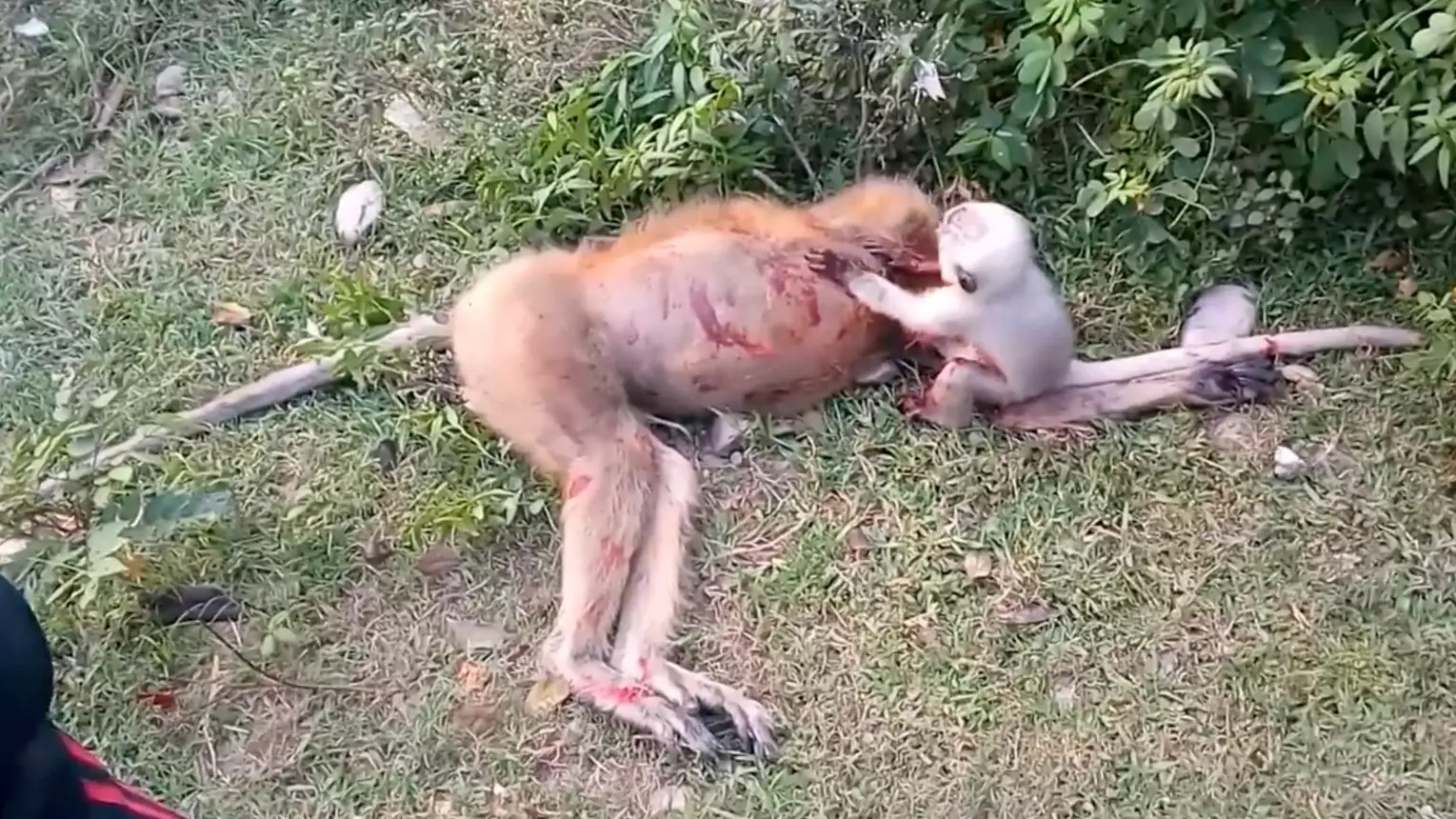 Heartbreaking Video Shows Baby Monkey Refusing To Leave Dead Mum's Side