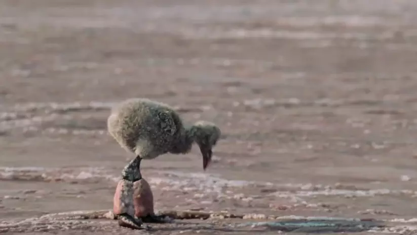 The Baby Flamingo Scene From Our Planet Is The Next Walrus Moment You'll Want To Skip