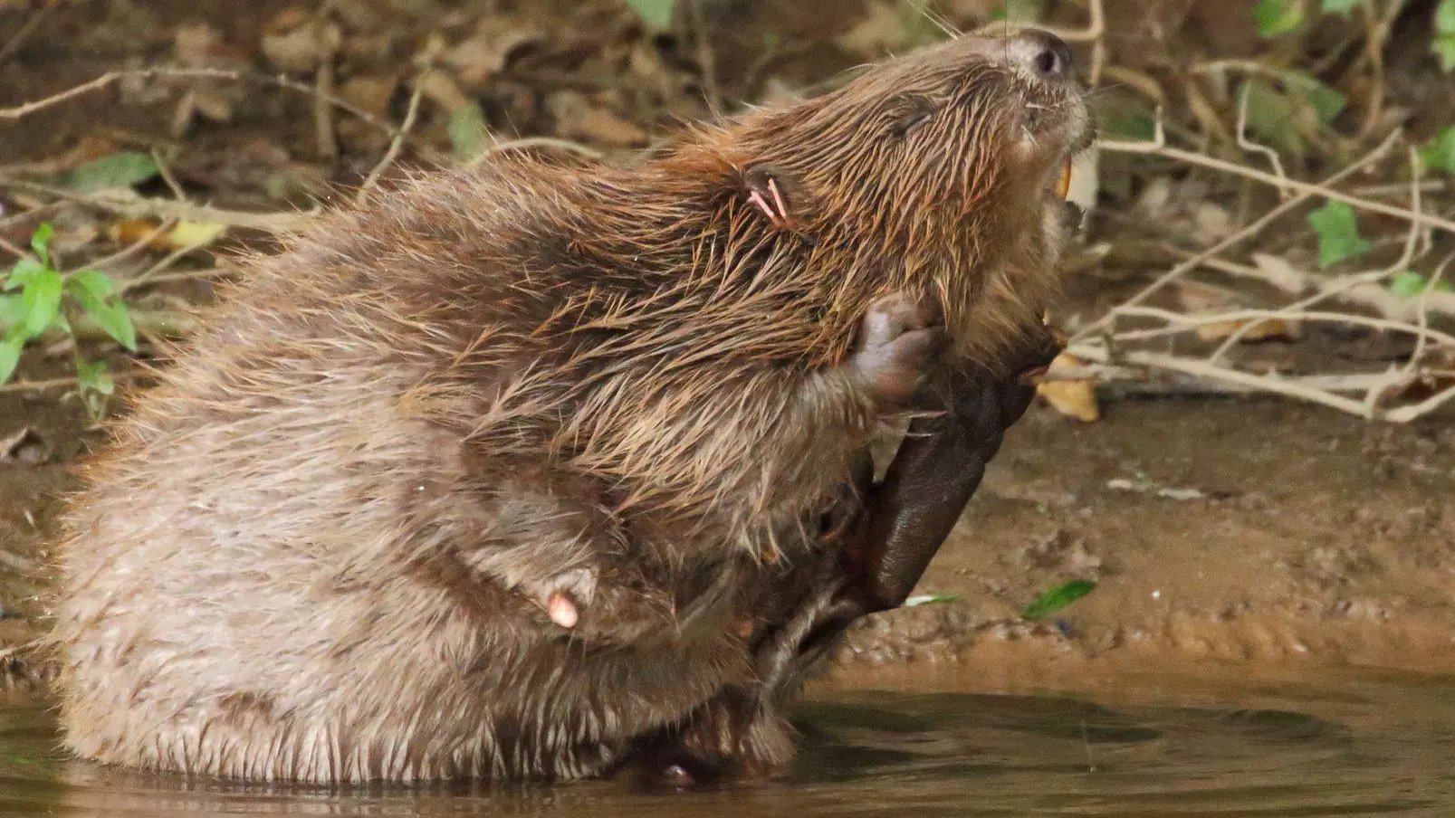 England's First Wild Beavers In 400 Years Will Continue To Live On River Otter