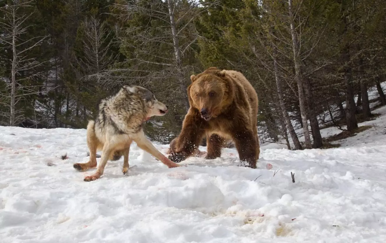 Grizzly Bear Steals Dinner From Three Wolves In An Epic Fight
