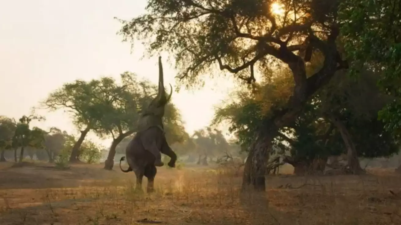 First Trailer For David Attenborough's Seven Worlds One Planet Is Here 