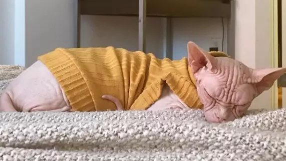 Instagram Cat Loki The Sphynx Has Died After Routine Dental Procedure
