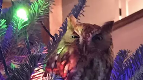 Little Girl Finds Owl In Her Christmas Tree And It's So Pure 