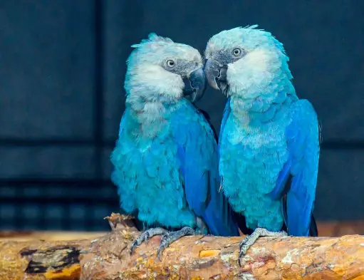 The Spix's Macaw became extinct in 2018.