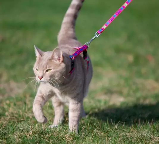 Cats apparently like being walked as much as dogs (