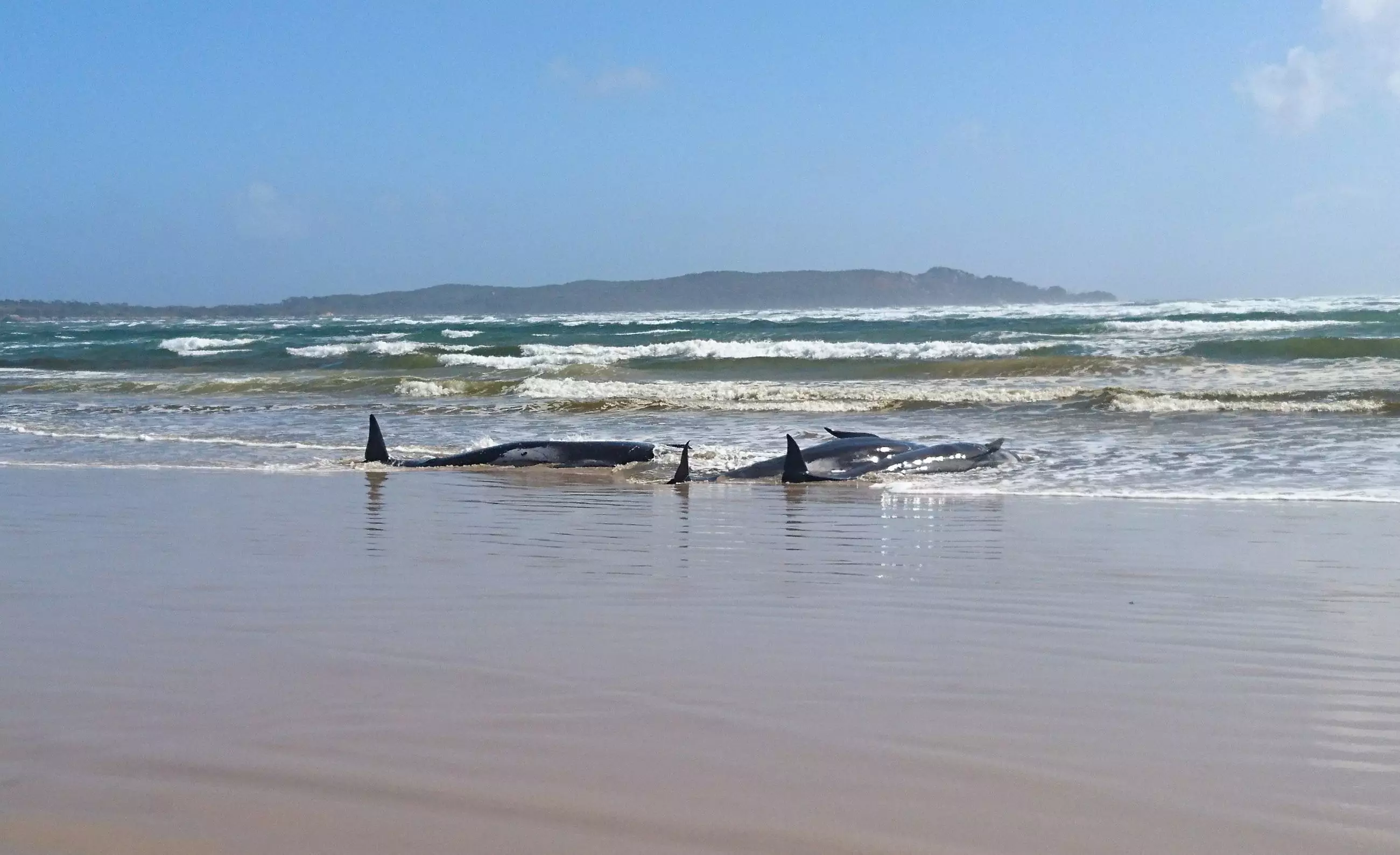 Rescue efforts are still underway to save the remaining whales (