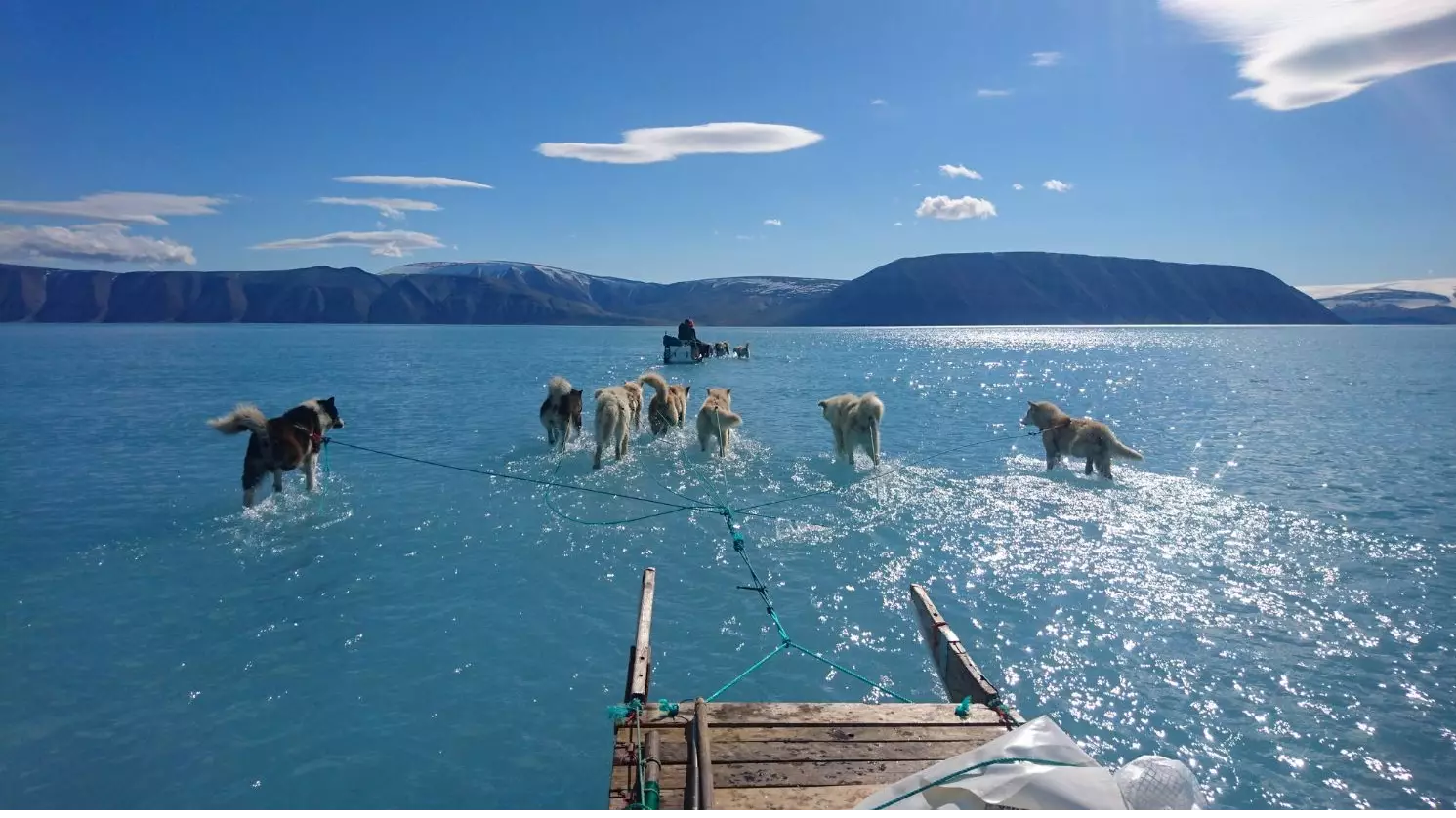 Photograph Of Dogs Walking Through Water Shows Reality Of Greenland's Melting Ice Sheet