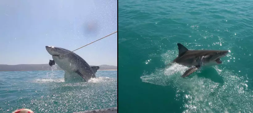 British Tourists Capture Amazing Pictures Of Great White Shark