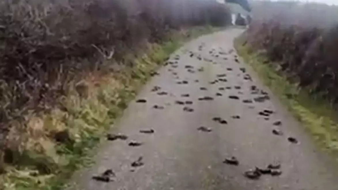 Hundreds Of Dead Birds Mysteriously Fall Out Sky And Land On Country Lane 