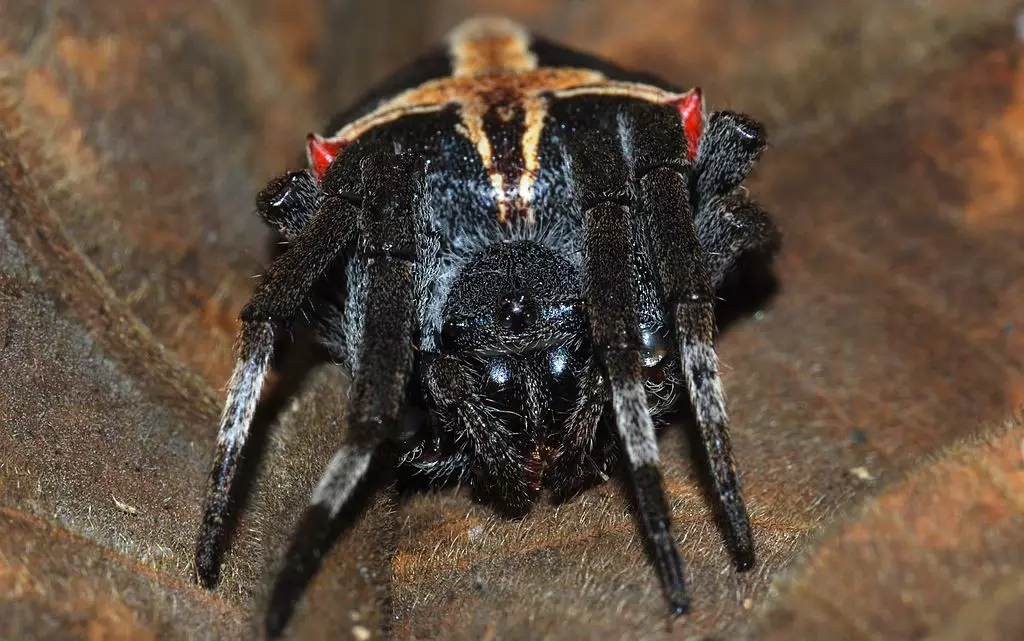 A parawixia spider similar to the ones found up in the skies over Brazil.