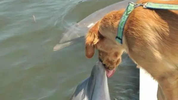 Dog And Dolphin's Beautiful Friendship Goes Viral
