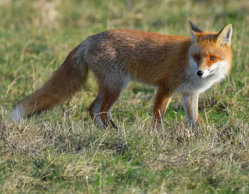 A red fox stands in the sunlight on a meadow.