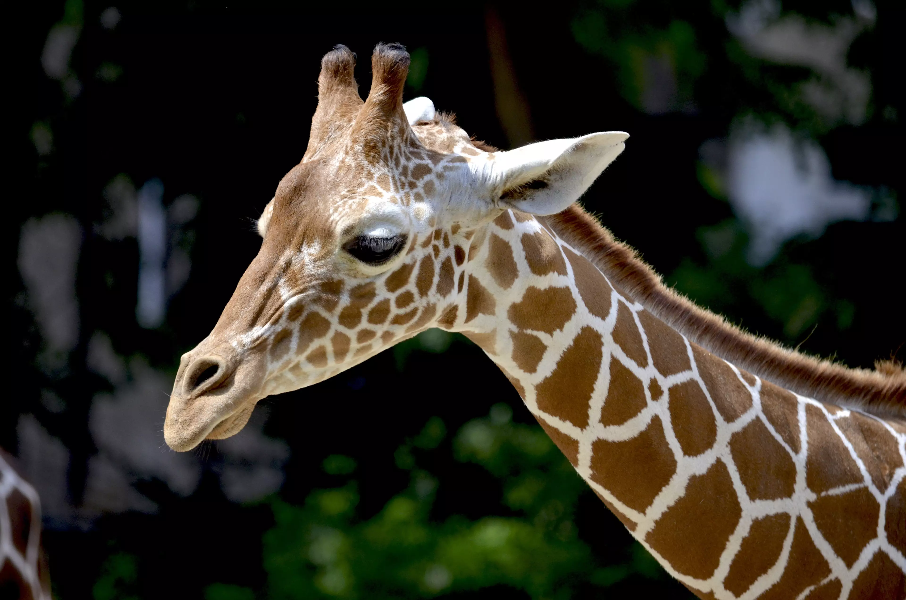 Giraffes have been moved from the list of 'Least Concern' to 'Vulnerable'. (