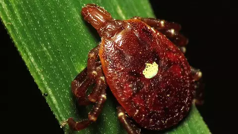This Nasty Little Tick Could Make You Allergic To Burgers