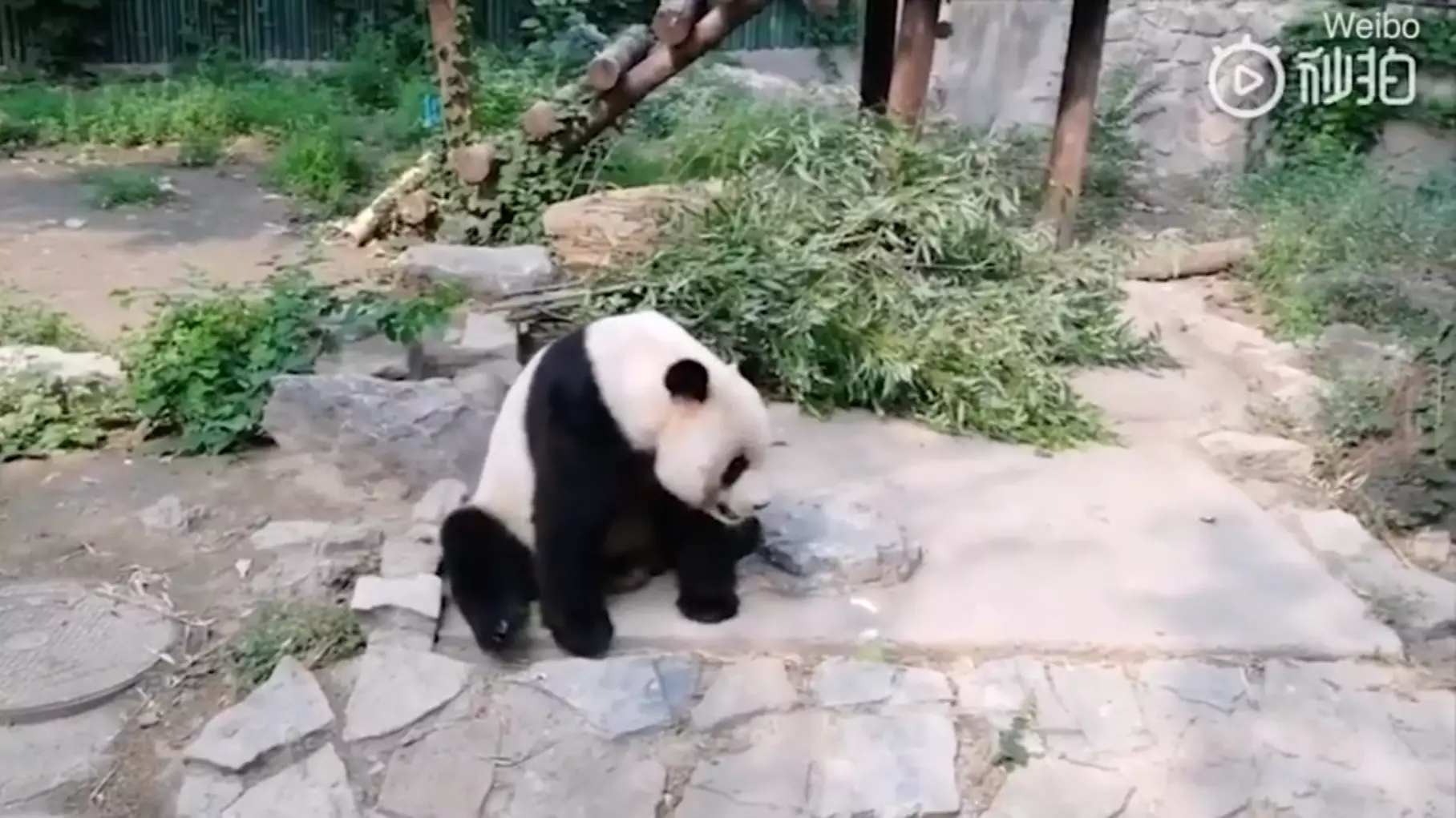Tourists Filmed Throwing Rocks At Giant Panda In Chinese Zoo