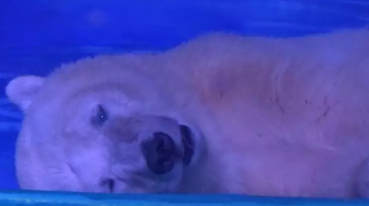 Shopping Centre Traps Polar Bear Just So Shoppers Can Get A Selfie With It