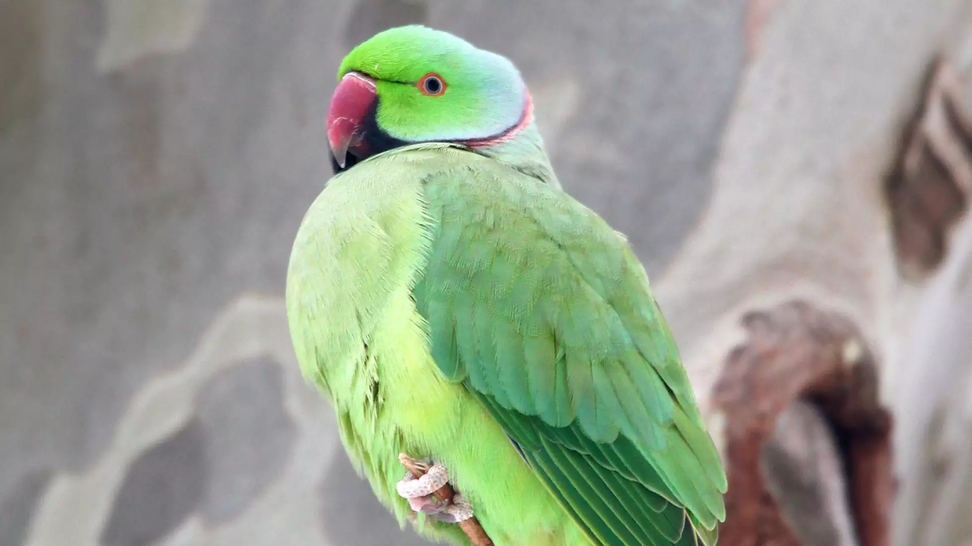 Indian Parrots Are Addicted To Opium And Attacking Poppy Farms