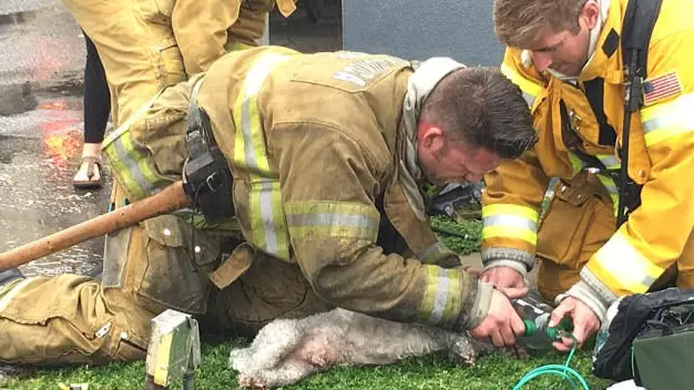 Courageous Firefighters Resuscitate Dog Found With No Pulse From Burning Building