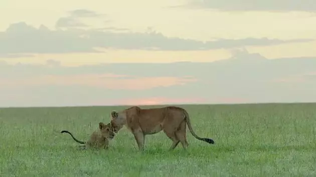 Dynasties: Two Lion Cubs From Sunday's Episode Have Died