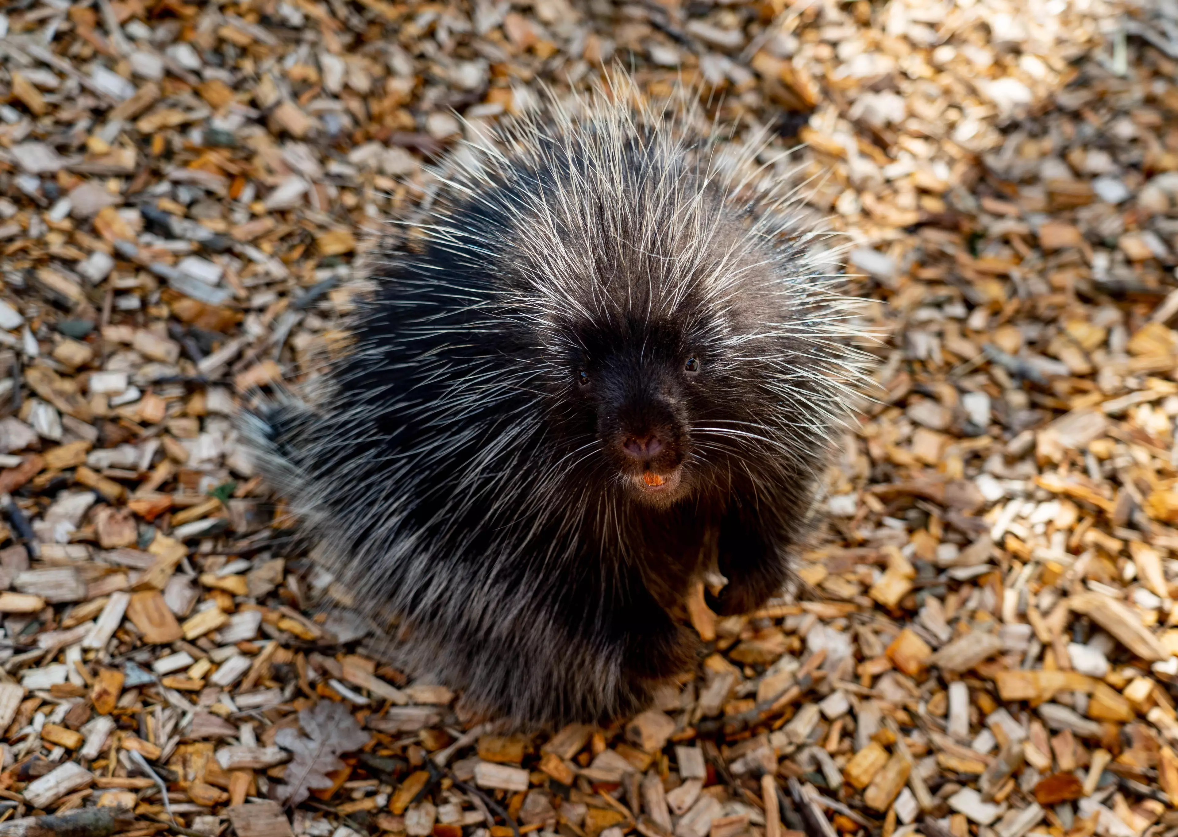 The officers admitted to killing 11 porcupines (stock image).