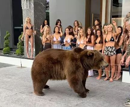 The bear in front of the crowd.