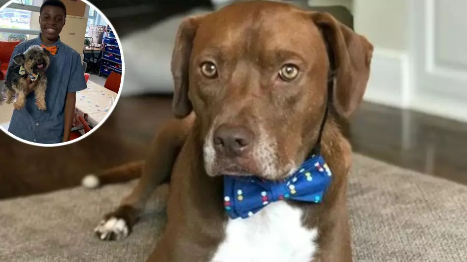 The 12-Year-Old Boy Who Designs Bow Ties To Help Dogs Get Adopted