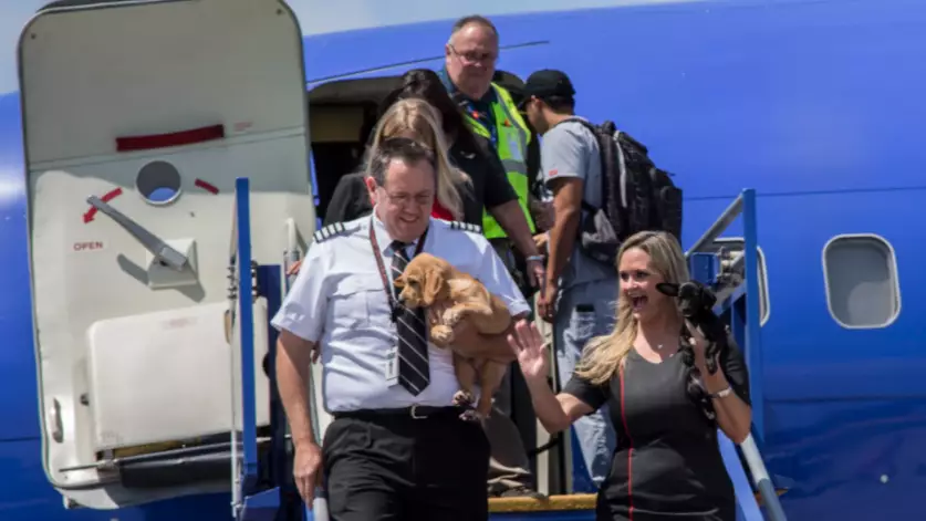 Airline Rescues Animals From Houston Following Devastation Of Hurricane Harvey