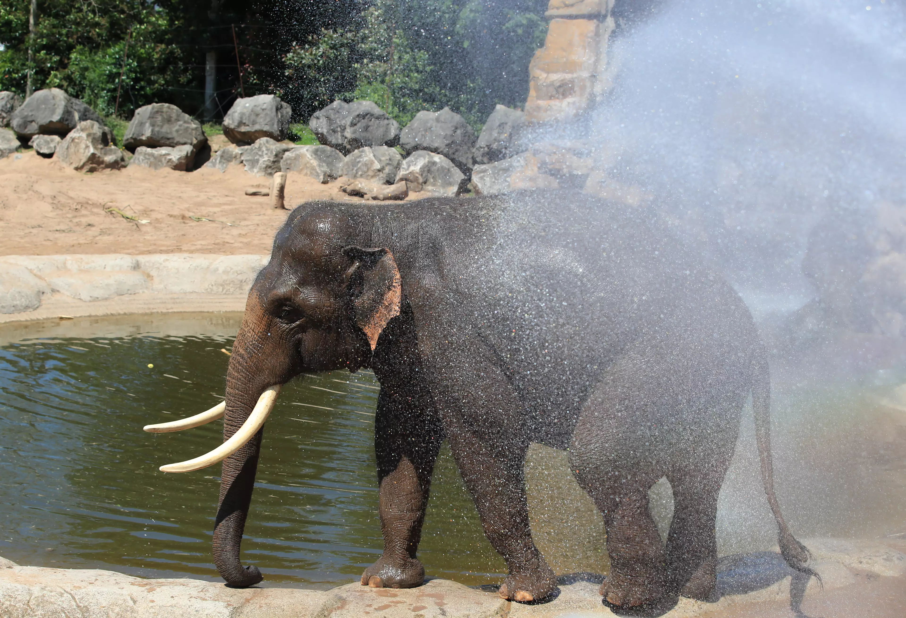 Keeping elephants in UK zoos and safari parks is reportedly set to be banned.
