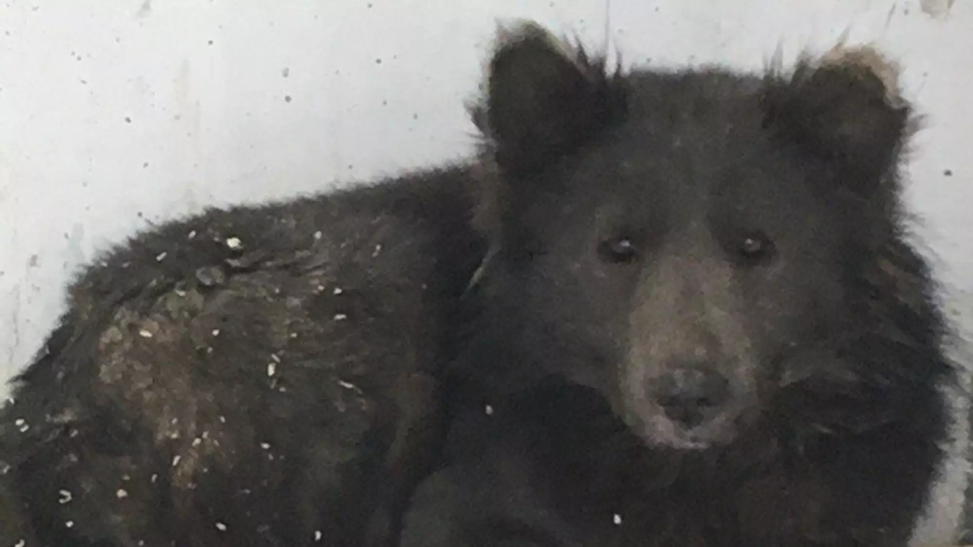People Can’t Work Out Whether This Animal Found In Russia Is A Dog Or A Bear 